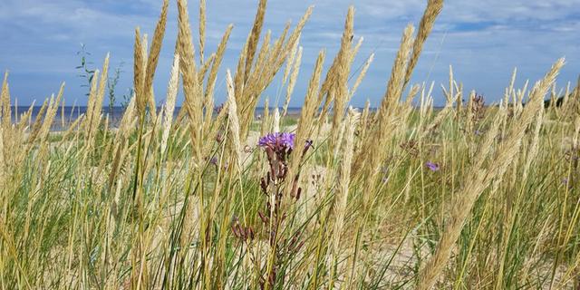 Экскурсия: Природный парк Рагакапа: о рыбаках и поэтах Юрмалы