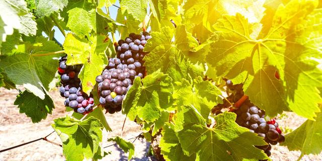 Экскурсия: Гастрономическая экскурсия на винодельни Рекены